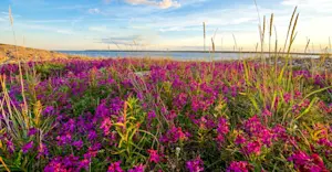 Wildflowers by the Hudson Bay, Churchill, Manitoba.