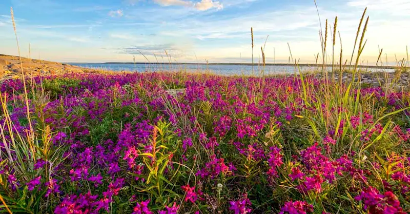 Wildflowers by the Hudson Bay, Churchill, Manitoba.