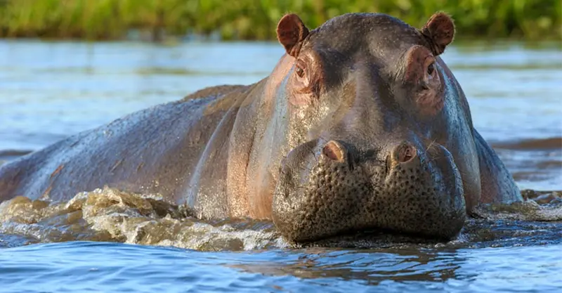 Hippopotamus, Zambezi River, Zimbabwe.