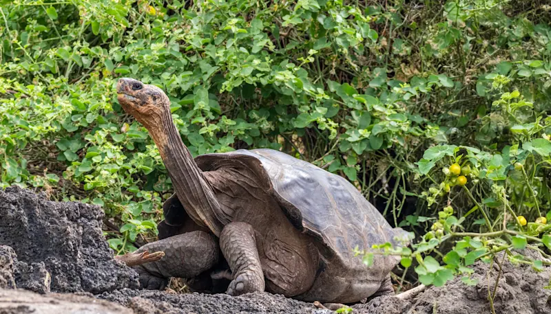 Giant tortoise,, Santa Cruz Island, Galapagos, Ecuador.