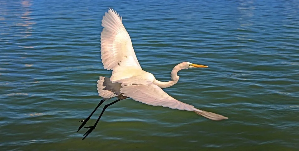 Beforeyougo|common egret