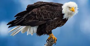 Bald eagle, Katmai National Park & Preserve, Alaska.
