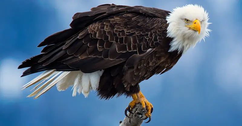 Bald eagle, Katmai National Park & Preserve, Alaska.