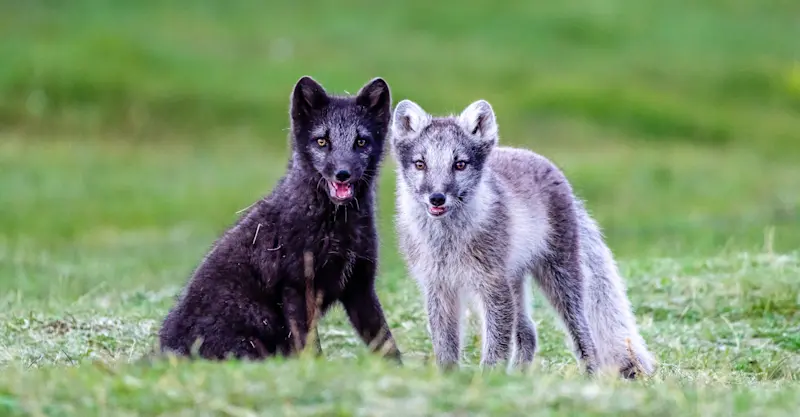 Arctic foxes, Iceland.