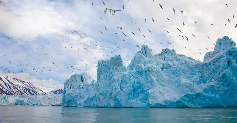 Kitiwakes, Monaco Glacier, Svalbard.