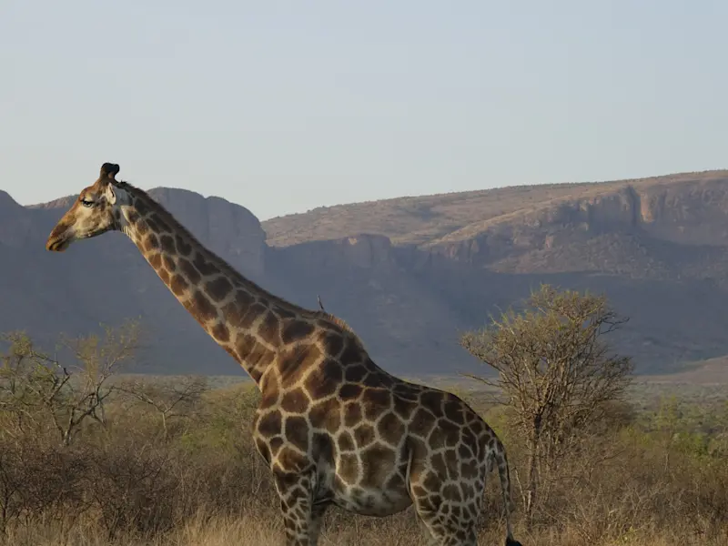 The soft light brought out the landscape’s beautiful colors in South Africa.