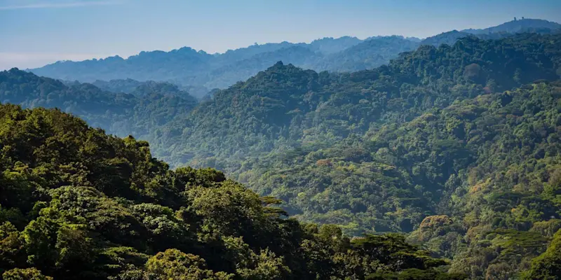 Bwindi Impenetrable Forest National Park, Uganda.