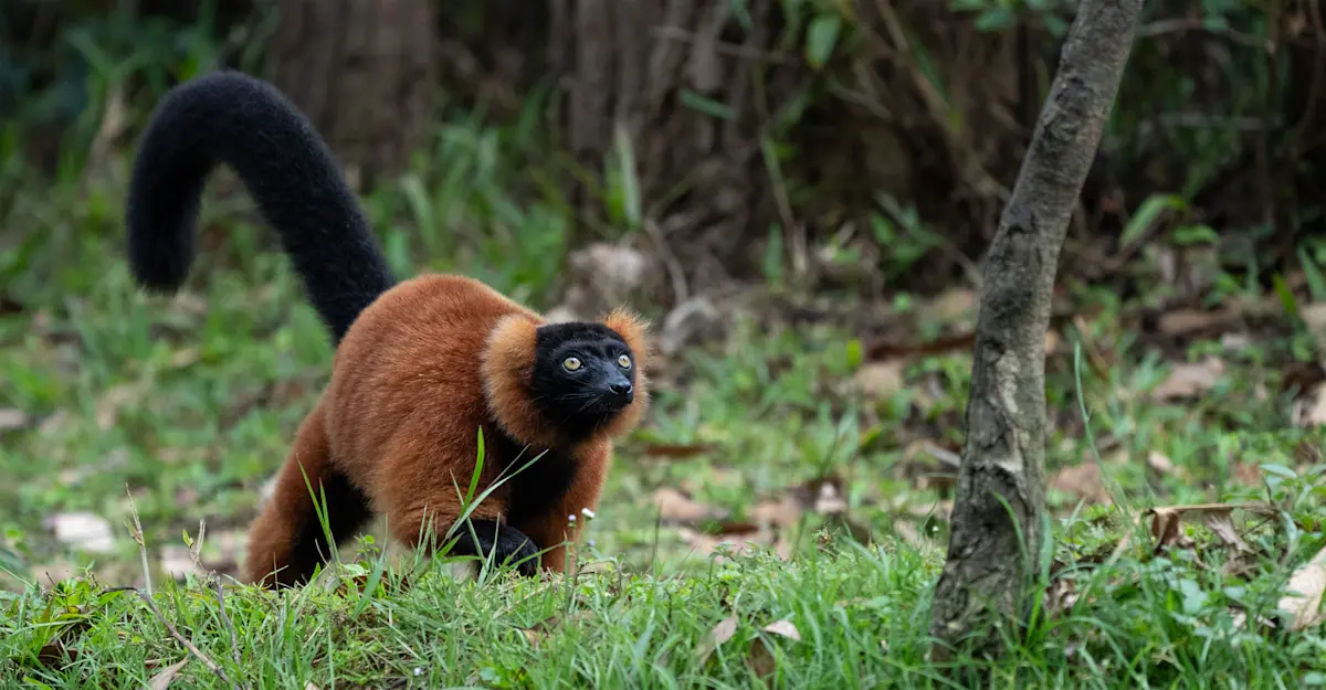 Red ruffed lemur, Madagascar.
