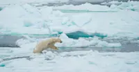 A playful female polar bear navigates the Svalbard landscape in Norway. 