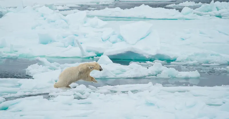 A playful female polar bear navigates the Svalbard landscape in Norway. 