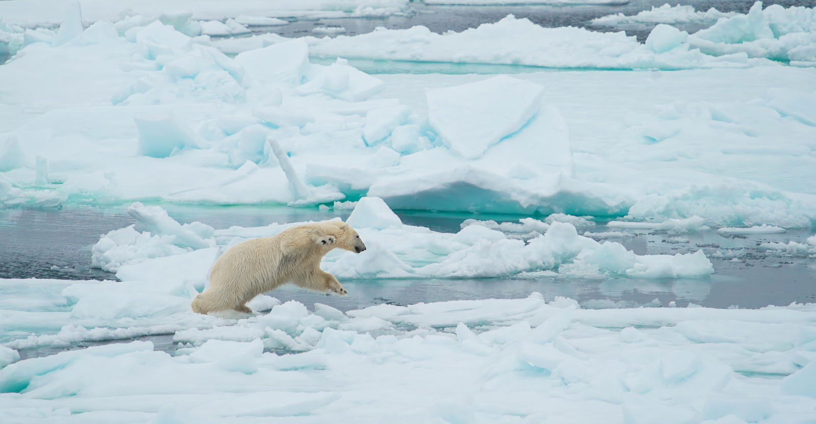 A playful female polar bear navigates the Svalbard landscape in Norway. 