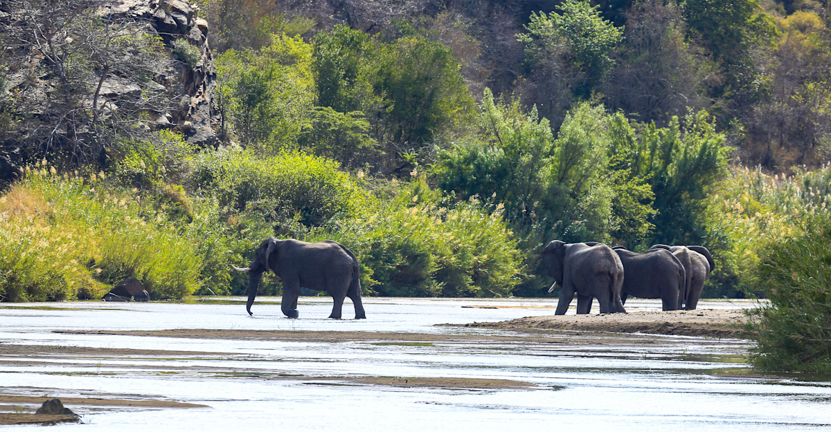 Elephants walking across a riverbed, South Africa.