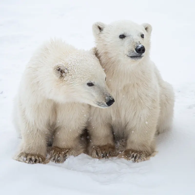 I can't contain my excitement over these cubs in Canada.