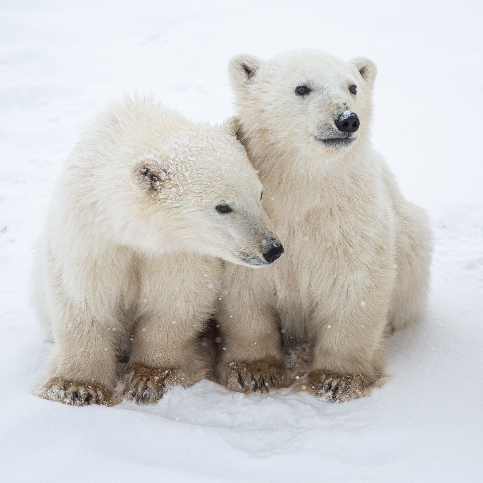 I can't contain my excitement over these cubs in Canada.