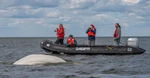 Nat Hab guests photographing beluga whales, Hudson Bay, Churchill, Manitoba.