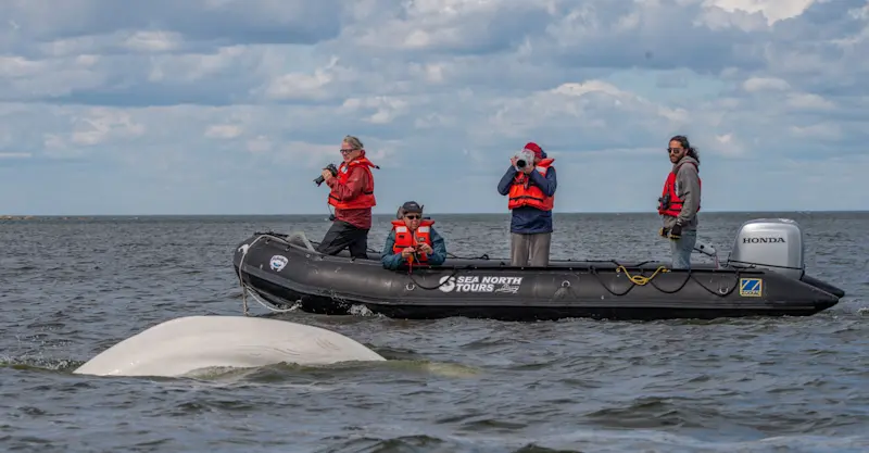 Nat Hab guests photographing beluga whales, Hudson Bay, Churchill, Manitoba.