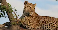 Leopard, Serengeti National Park, Tanzania.