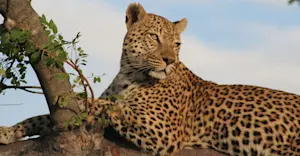 Leopard, Serengeti National Park, Tanzania.
