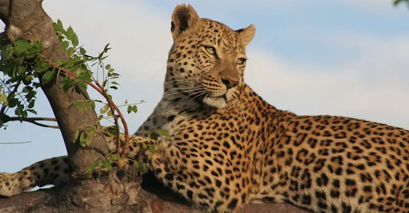 Leopard, Serengeti National Park, Tanzania.