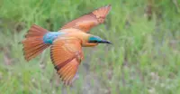 Southern carmine bee-eater, Okavango Delta, Botswana.