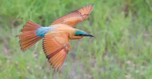 Southern carmine bee-eater, Okavango Delta, Botswana.