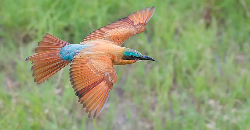 Southern carmine bee-eater, Okavango Delta, Botswana.
