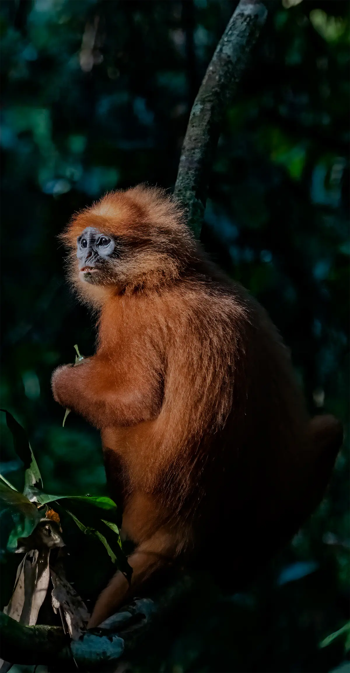 Langur, Borneo.