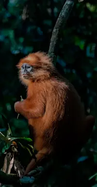 Langur, Borneo
