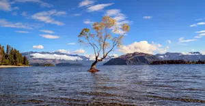 Wanaka Tree, New Zealand.