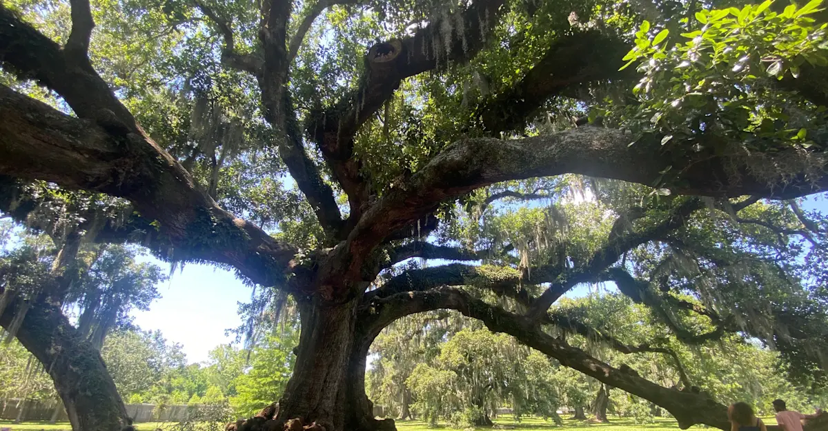 In love with the tree of life in New Orleans, Louisiana. 