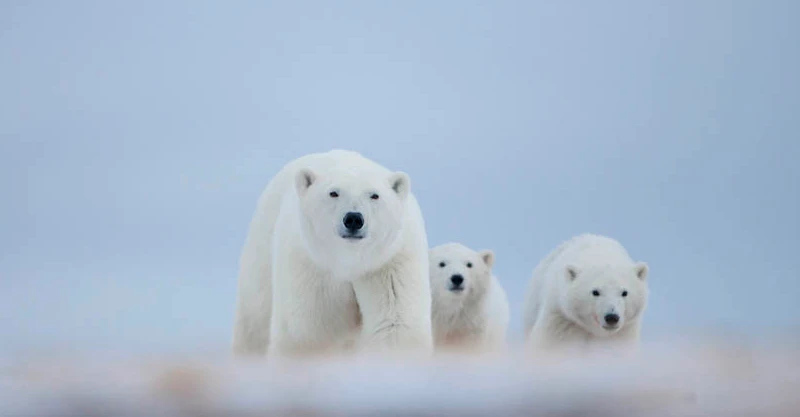 Polar bear with cubs, Nunavut.