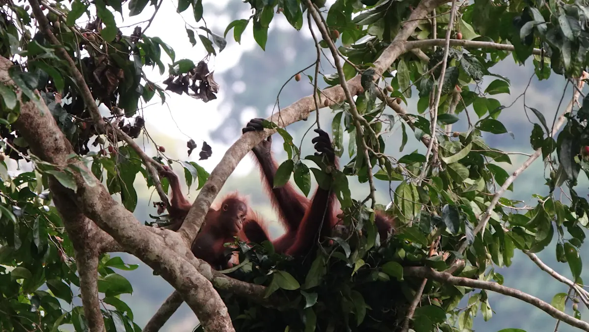 A quiet moment between mother and baby in the jungles of Borneo.