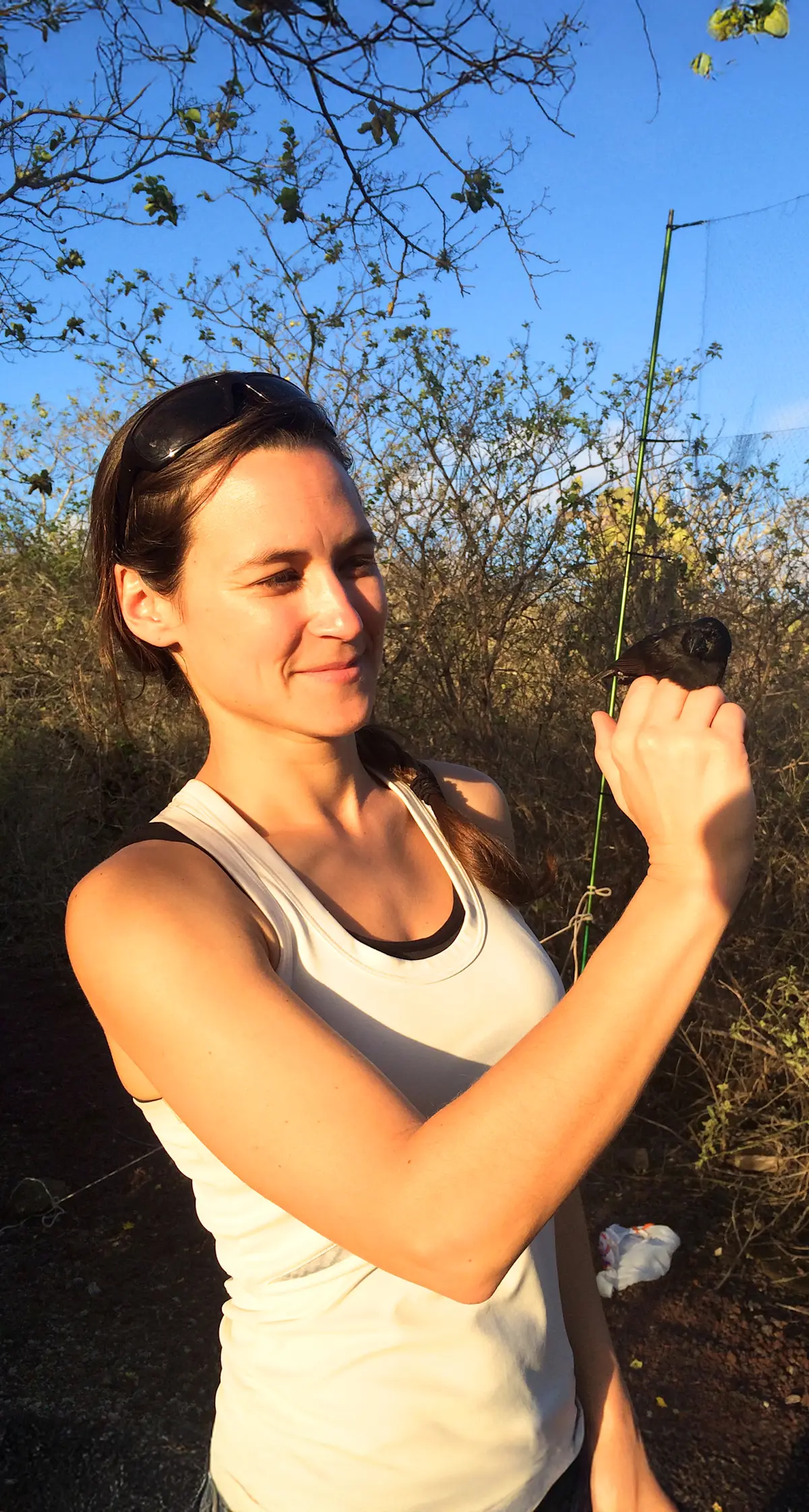 Mist netting for Darwin's Finches on the Galapagos with Earthwatch.