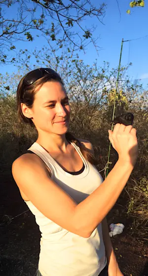 Mist netting for Darwin's Finches on the Galapagos with Earthwatch.