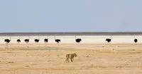 Lion and ostriches, Etosha National Park, Namibia. 