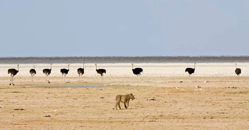 Lion and ostriches, Etosha National Park, Namibia. 