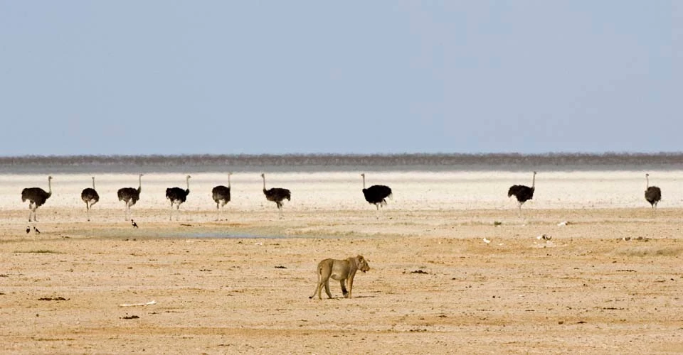 Lion and ostriches, Etosha National Park, Namibia. 