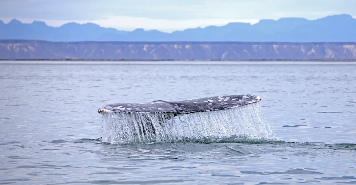 Whale fluke, San Ignacio Lagoon, Baja, Mexico.