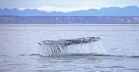 Whale fluke, San Ignacio Lagoon, Baja, Mexico.