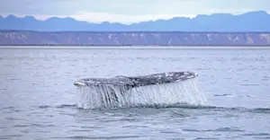 Whale fluke, San Ignacio Lagoon, Baja, Mexico.