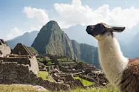 Llama, Machu Picchu, Peru.