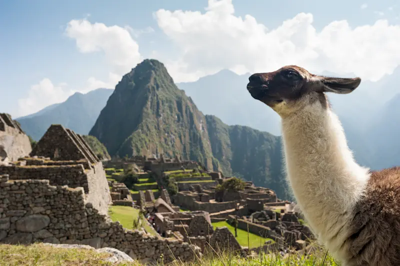 Llama, Machu Picchu, Peru.