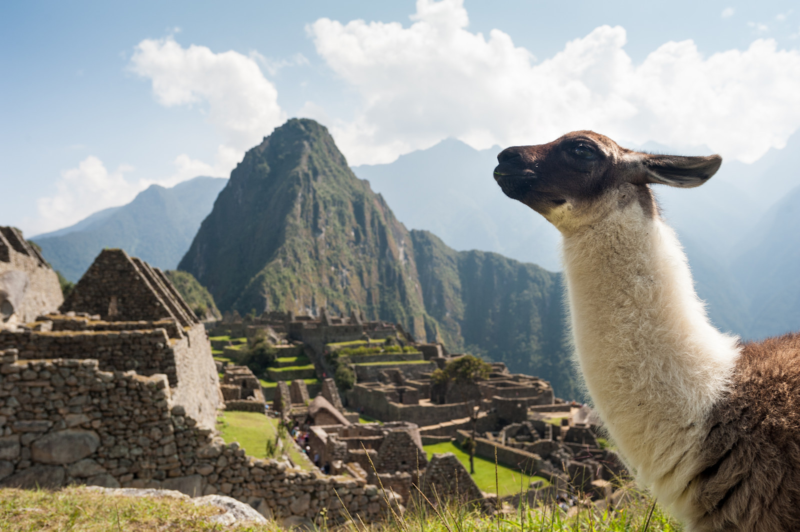 Llamas Overlooking Machu Picchu 