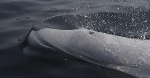 Beluga whale, Hudson Bay, Churchill, Manitoba.