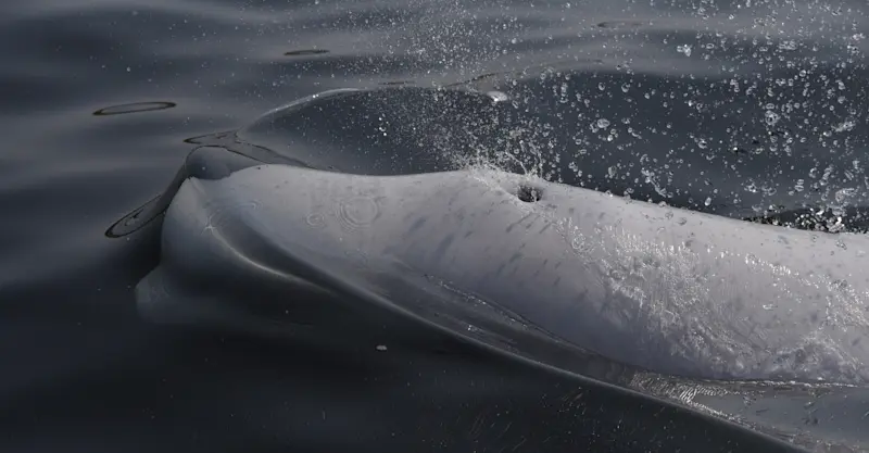 Beluga whale, Hudson Bay, Churchill, Manitoba.