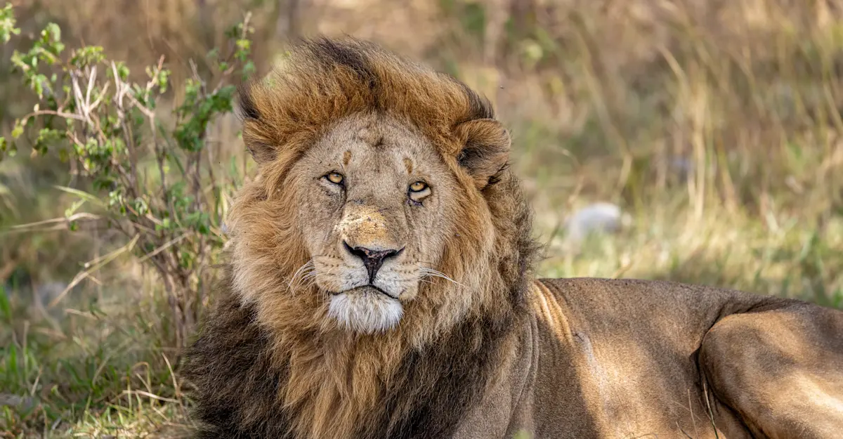 Lion, Private Mara Conservancy, Kenya.