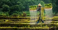 Follow village paths through rice fields, Red River Delta, Vietnam.