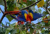 Private tour at Macaw Recovery Network, Costa Rica.
