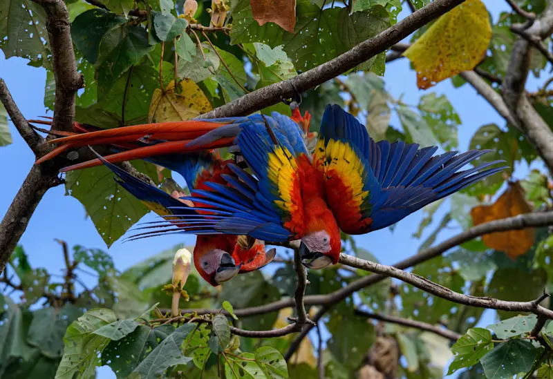 Private tour at Macaw Recovery Network, Costa Rica.