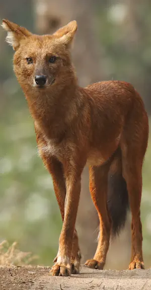 Dhole